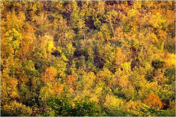 Monsoon Forest Tala  Екстер'єр фото